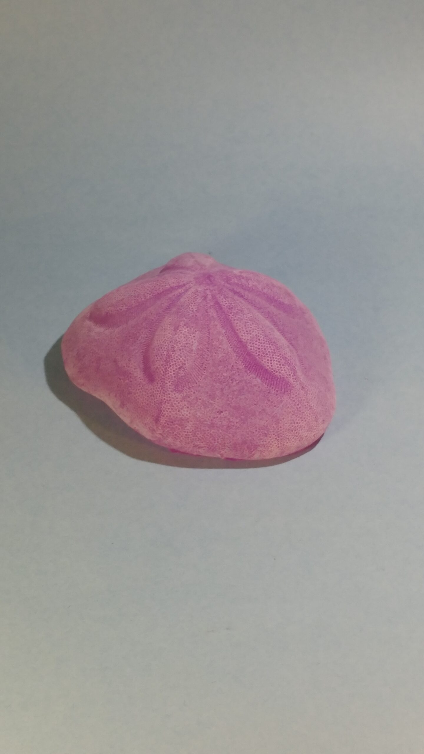 Sea Biscuit Sand Dollar - Image 28