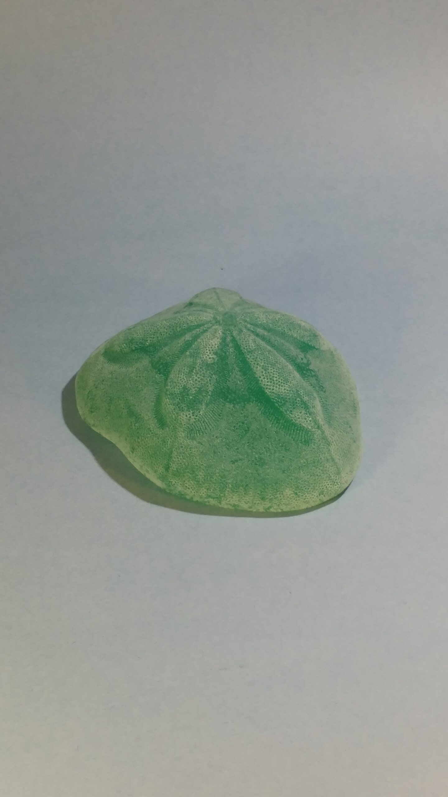 Sea Biscuit Sand Dollar - Image 27