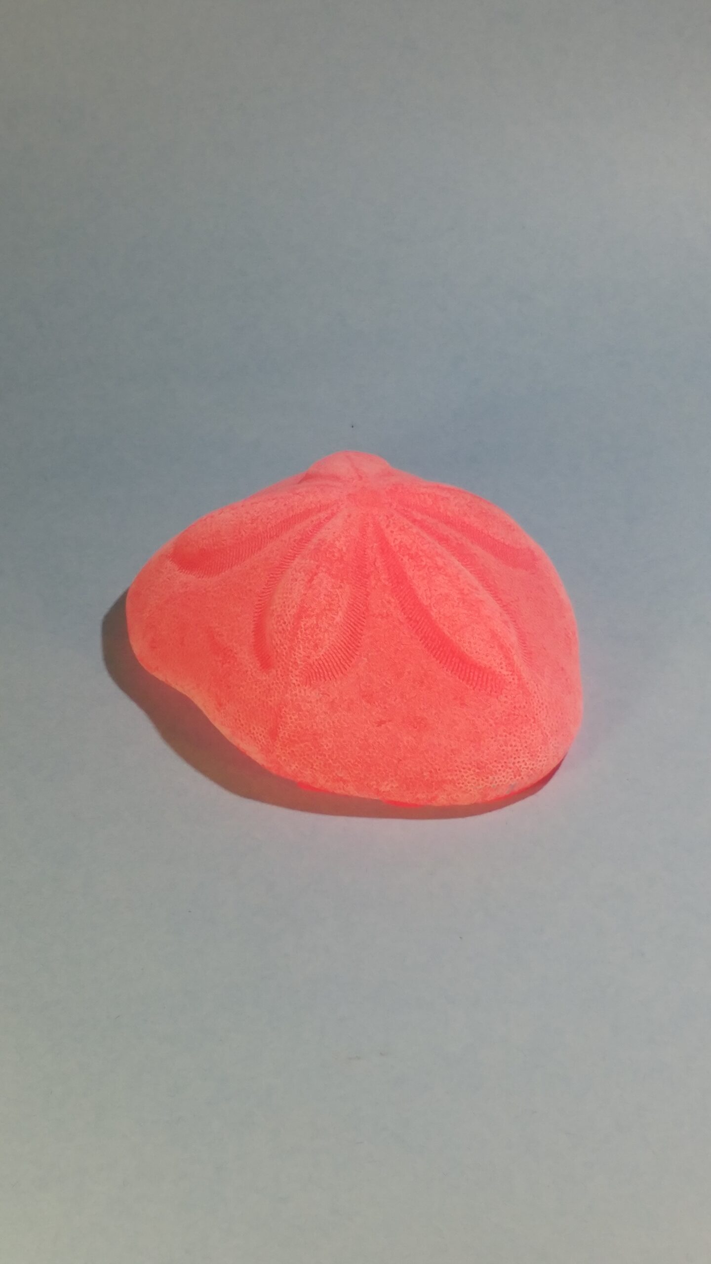 Sea Biscuit Sand Dollar - Image 24