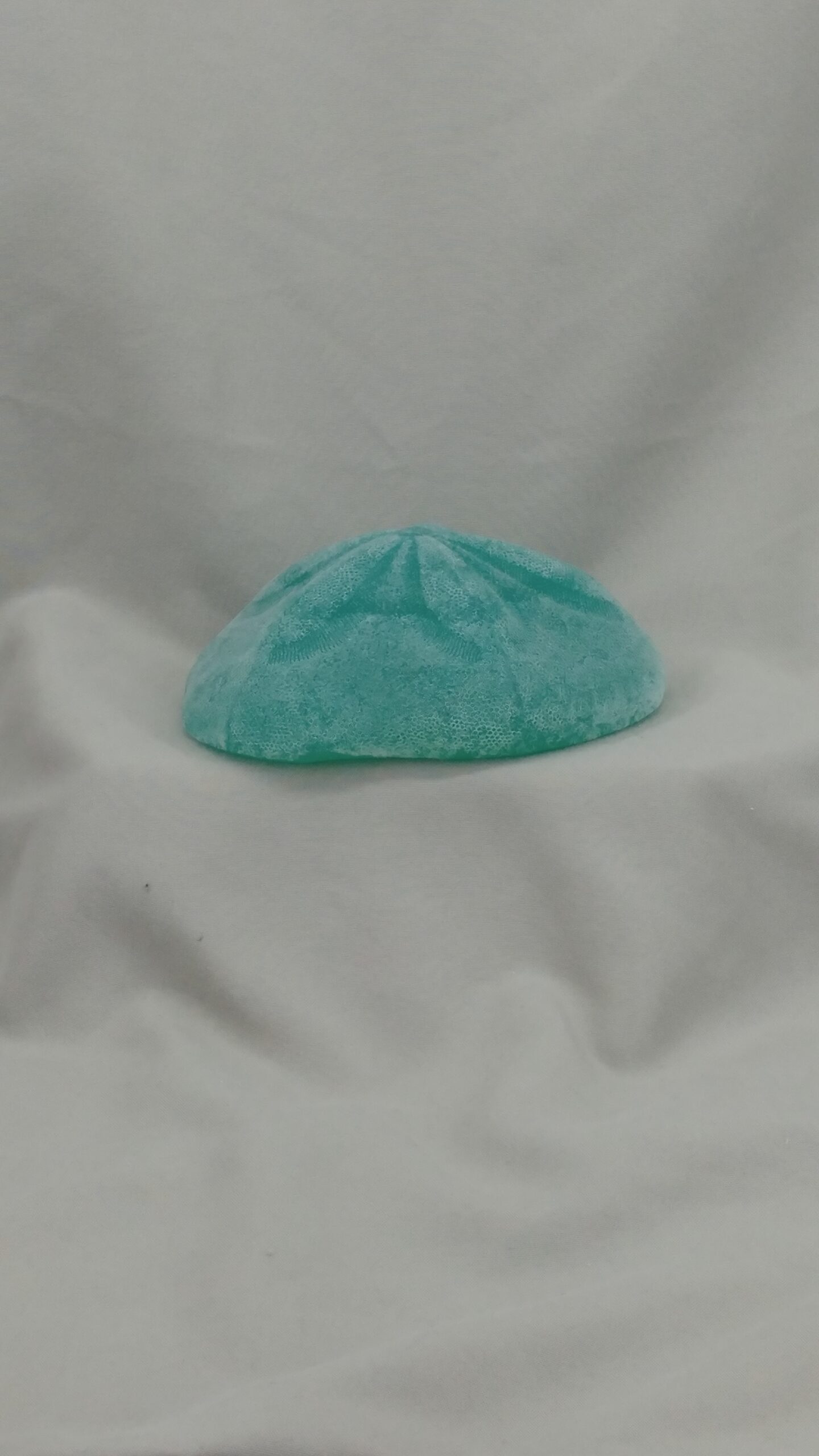 Sea Biscuit Sand Dollar - Image 15