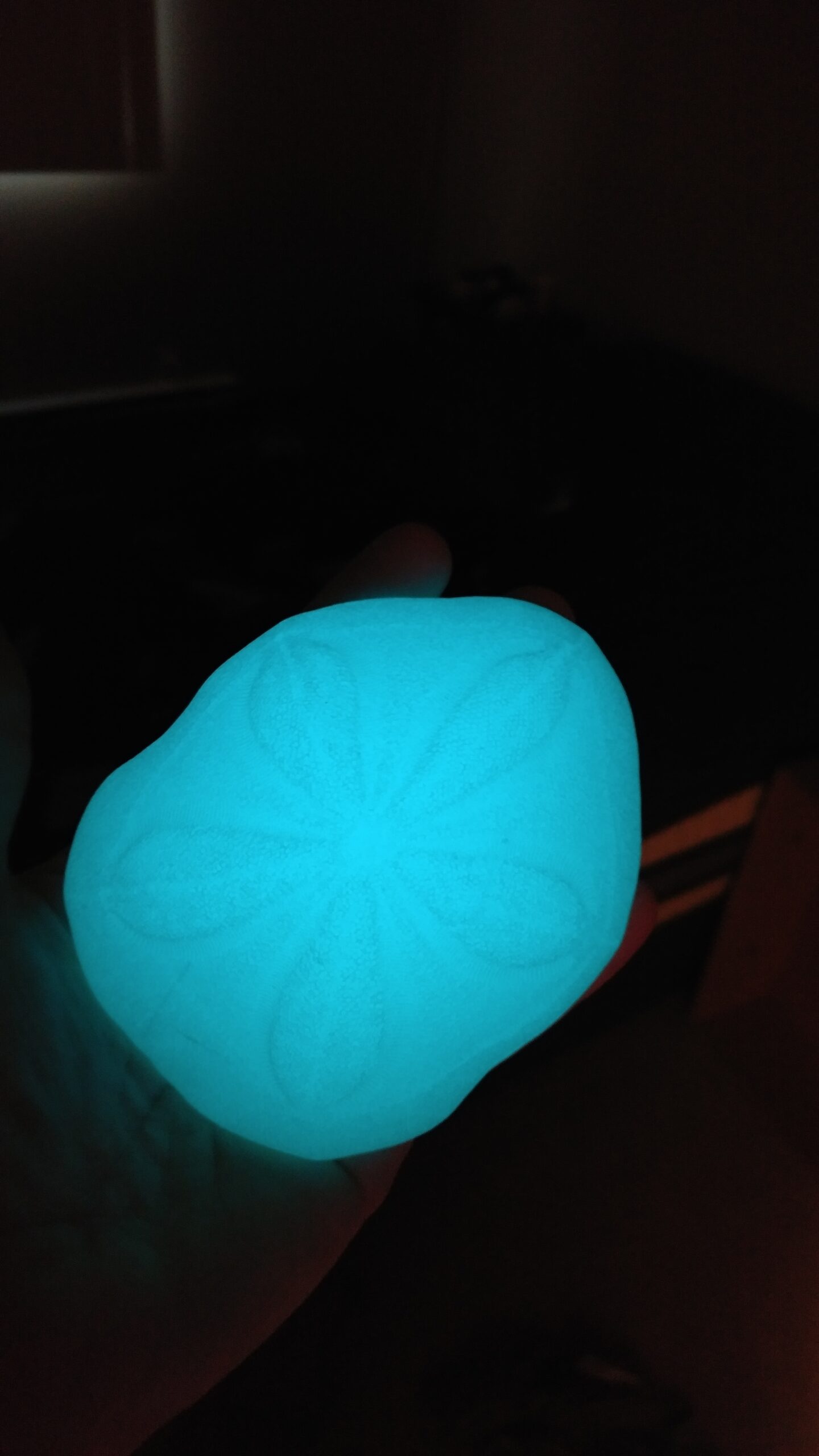 Sea Biscuit Sand Dollar - Image 10