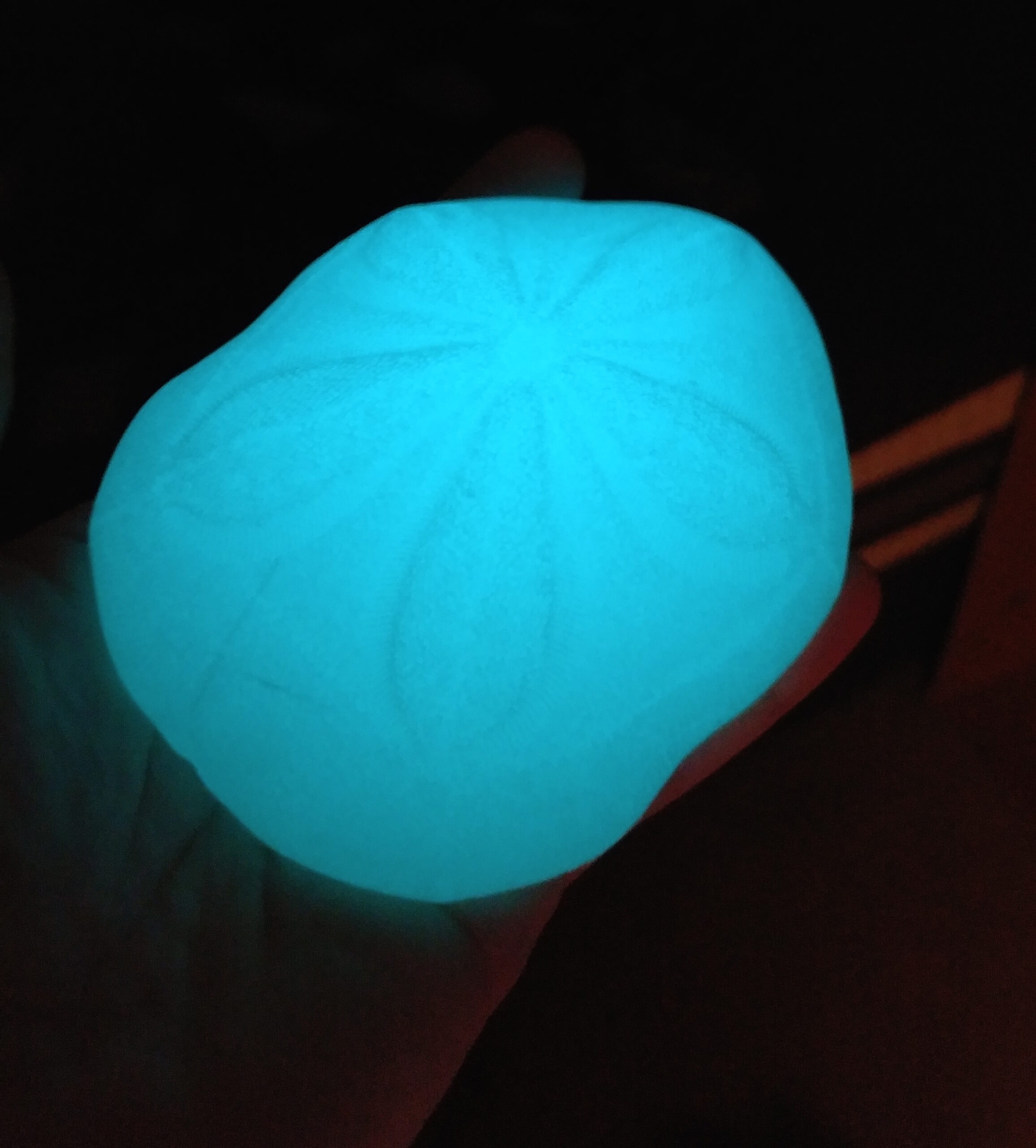 Sea Biscuit Sand Dollar - Image 11