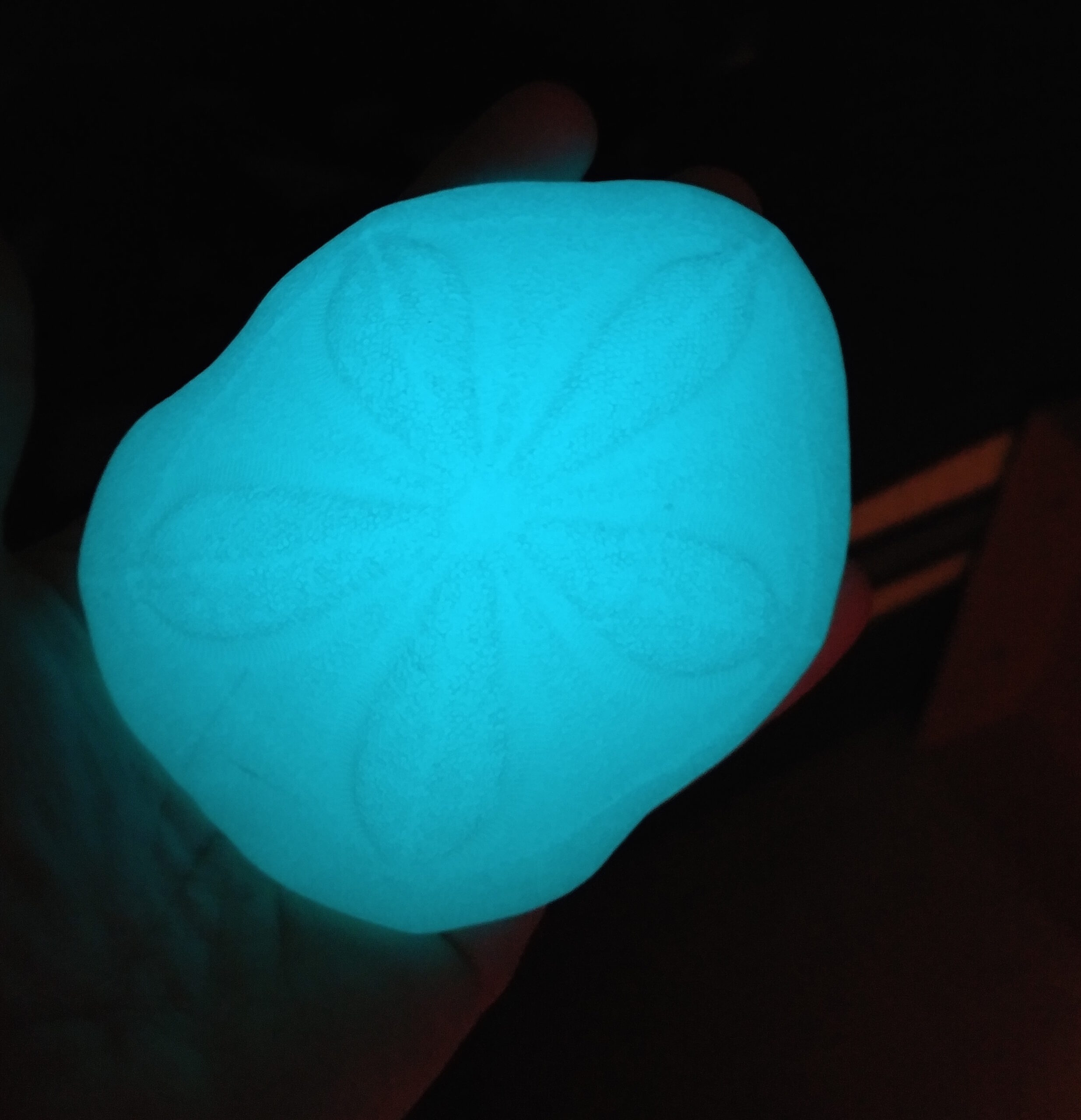 Sea Biscuit Sand Dollar - Image 13