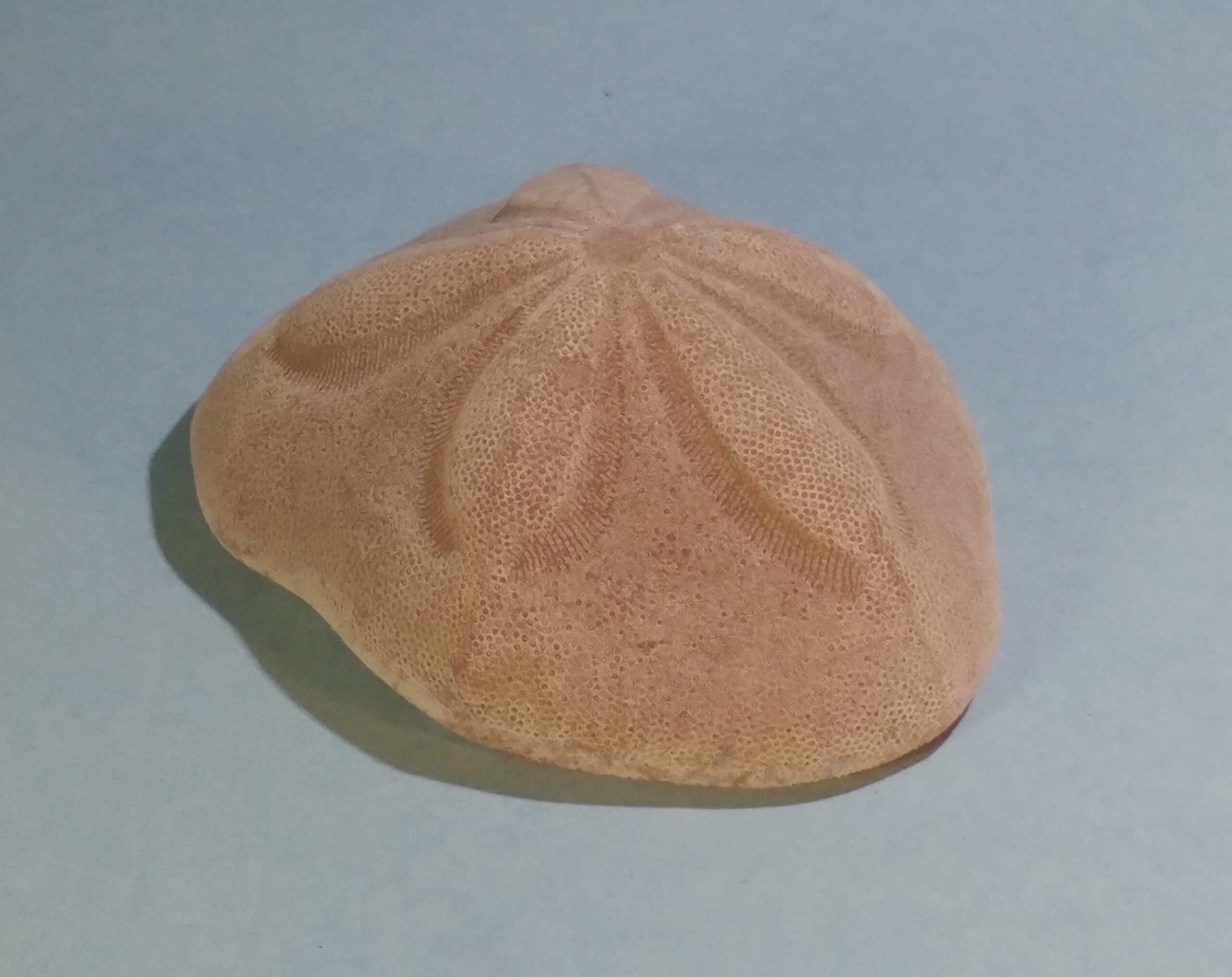 Sea Biscuit Sand Dollar - Image 12