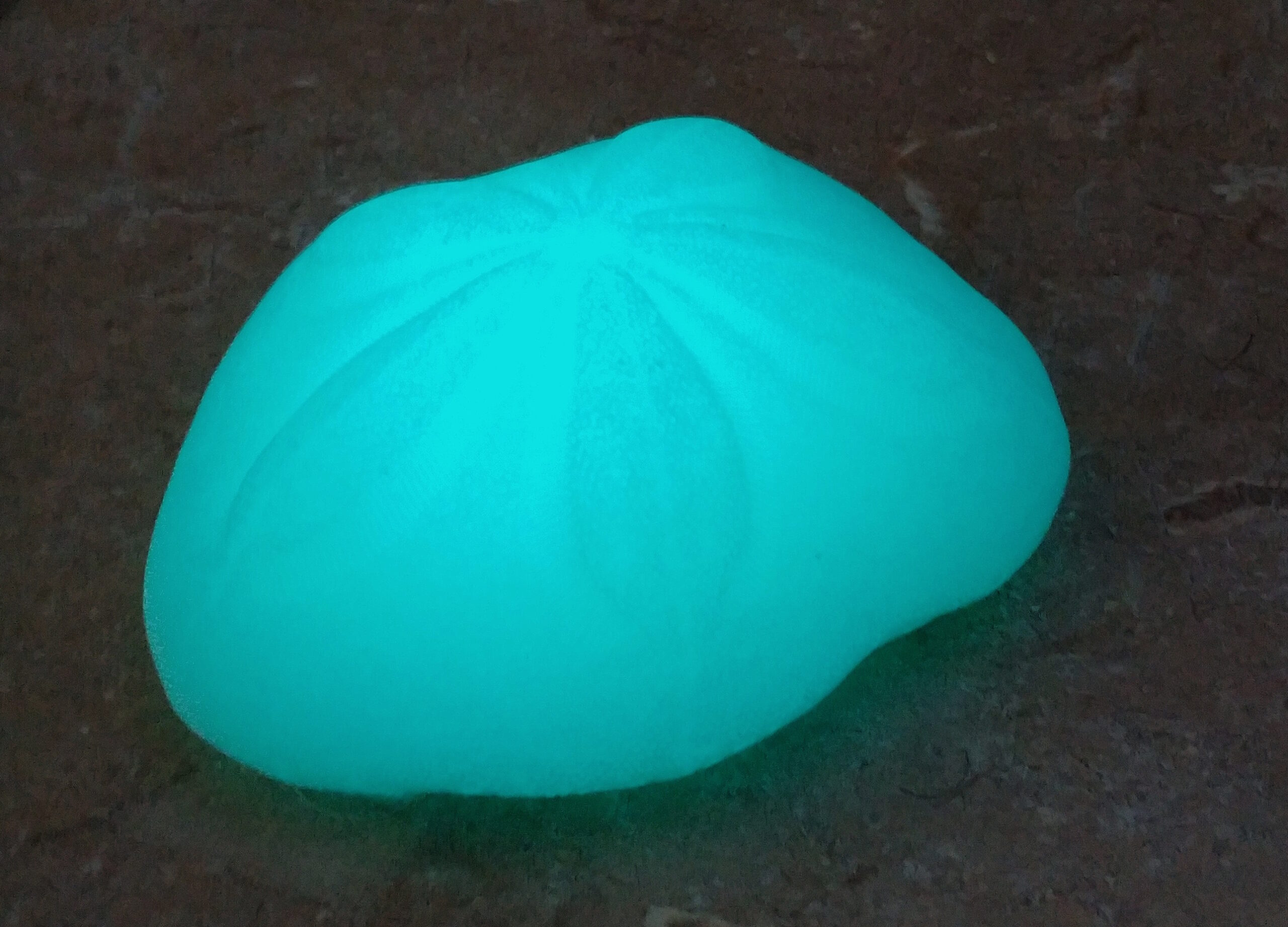 Sea Biscuit Sand Dollar - Image 6
