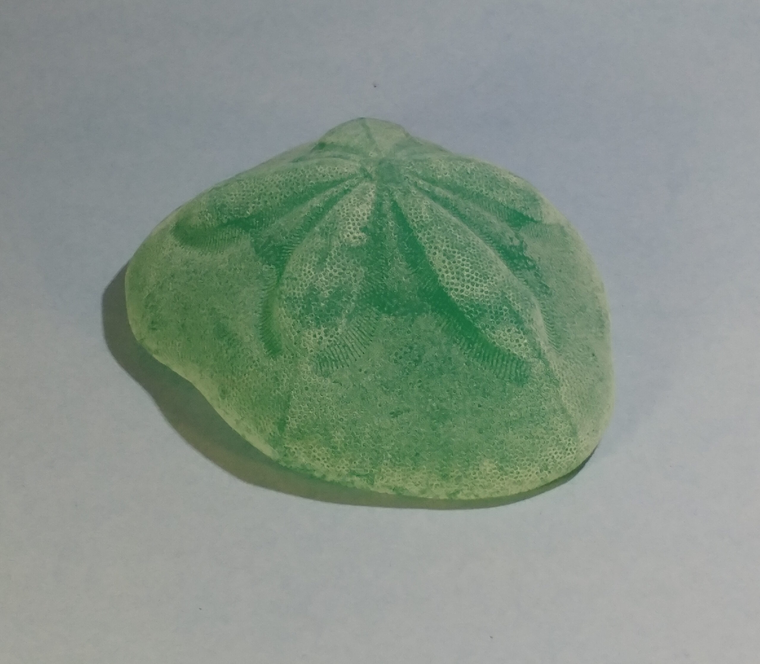 Sea Biscuit Sand Dollar - Image 3