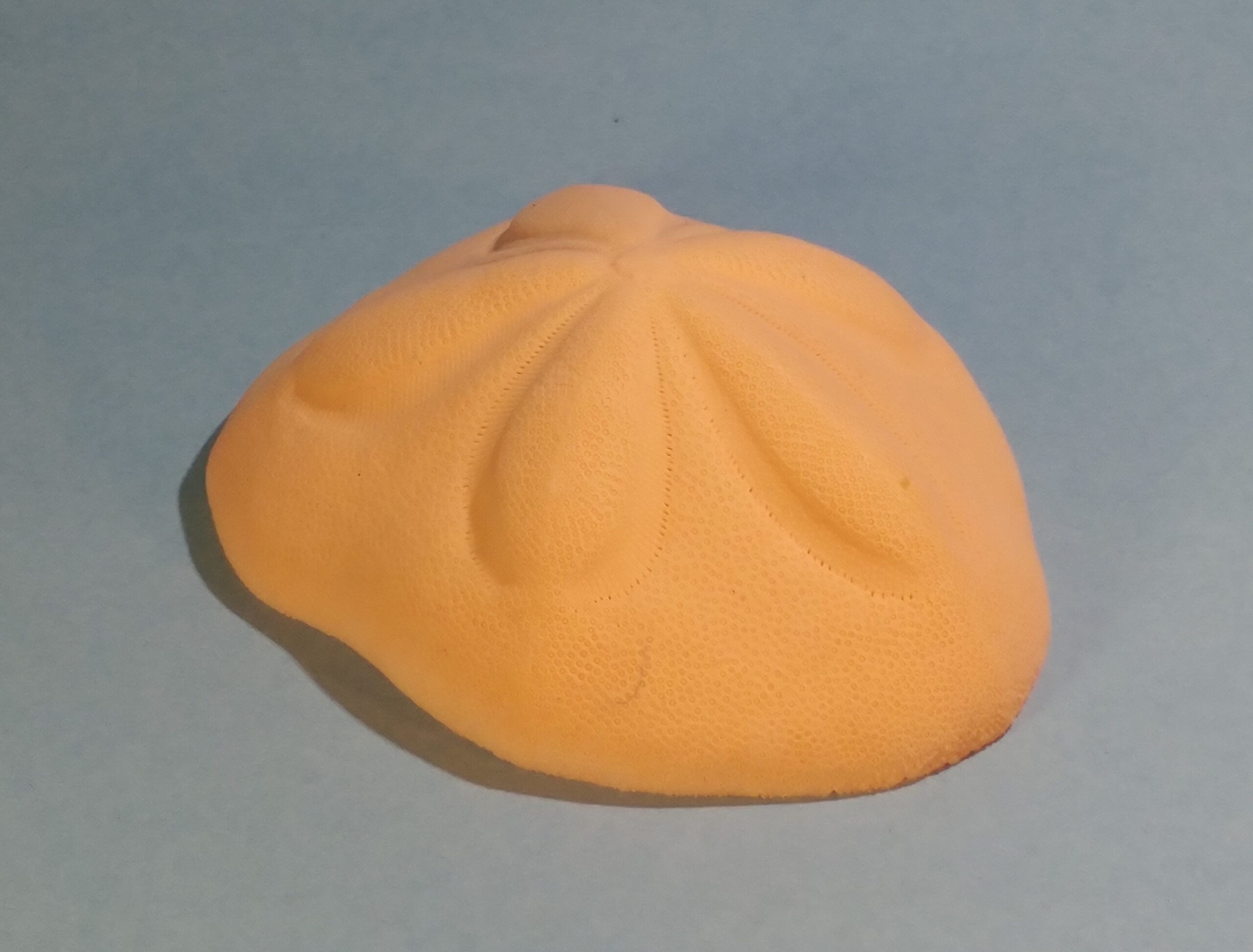 Sea Biscuit Sand Dollar - Image 20