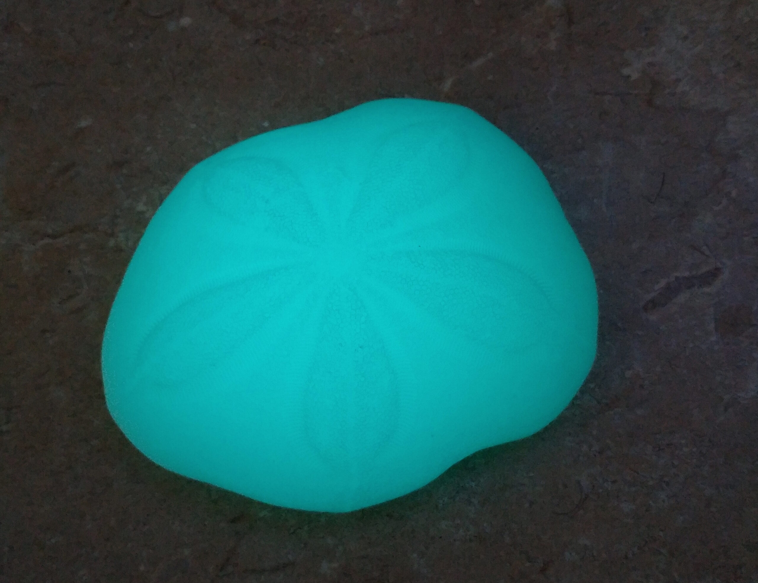Sea Biscuit Sand Dollar - Image 17